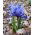 Irys żyłkowany - Iris reticulata - 10 sztuk