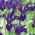 Irys holenderski Purple Sensation - 10 cebulek