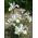Irys holenderski White Excelsior - 10 cebulek