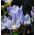 Krokus Blue Pearl - 10 cebulek