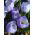 Krokus Blue Pearl - 10 cebulek