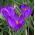Krokus Ruby Giant - 10 szt.