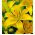 Lilia azjatycka żółta - Yellow - 1 cebula