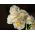 Narcyz pachnący Bridal Crown - 5 cebulek