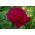 Piwonia, Paeonia - Madame Gaaudichau - 1 kłącze