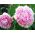 Piwonia, Paeonia - Sarah Bernhardt - 1 kłącze