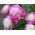 Piwonia, Paeonia - Bowl of Beauty - 1 kłącze