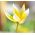 Tulipan botaniczny - niski - kolorowa mieszanka - 5 cebul