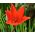 Tulipan botaniczny - niski - kolorowa mieszanka - 5 cebul