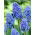 Szafirek Muscari Blue Spike - 10 cebulek
