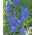 Szafirek Muscari Blue Spike - 10 cebulek