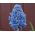 Szafirek Muscari Blue Spike - 10 cebulek