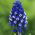 Szafirek Muscari Dark Eyes - op. 5 szt.
