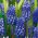 Szafirek Muscari Dark Eyes - op. 5 szt.