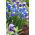 Szafirek Auchera - Muscari Mount Hood - 5 cebulek
