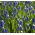 Szafirek Auchera - Muscari Mount Hood - 5 cebulek