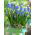 Szafirek Auchera - Muscari Mount Hood - 5 cebulek