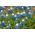 Szafirek Auchera - Muscari Mount Hood - 5 cebulek