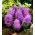 Szafirek pierzasty - Muscari Plumosum - 5 cebulek