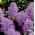 Szafirek pierzasty - Muscari Plumosum - 5 cebulek