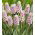 Szafirek różowy Pink Sunrise - Muscari - 1 cebulka