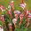 Oxalis - Szczawik Versicolor - 2 bulwy