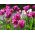 Tulipan różowy Rose - 50 cebulek - paczka XXL!