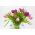 Tulipan Pink Impression - 5 cebulek