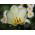 Tulipan niski White Purissima - 5 cebulek