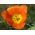 Tulipan pomarańczowy Orange - 5 cebulek