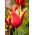 Tulipan Aladdin - 5 cebulek