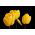 Tulipan żółty - Yellow - 5 cebulek