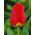 Tulipan Apeldoorn - 5 cebulek