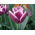 Tulipan Arabian Mystery - 5 cebulek