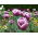 Tulipan Arabian Mystery - 5 cebulek
