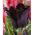 Tulipan Black Parrot - 5 cebulek