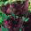 Tulipan Black Parrot - 5 cebulek