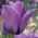 Tulipan Blue Aimable - 5 cebulek