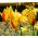 Tulipan botaniczny Cynthia - 5 cebulek