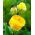 Tulipan lodowy Beauty of Apeldorn - 5 cebulek