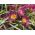 Tulipan botaniczny Eastern Star - 5 cebulek