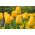 Tulipan Golden Apeldoorn - 5 cebulek