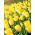 Tulipan Golden Apeldoorn - 5 cebulek