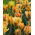 Tulipan Golden Artist - 5 cebulek