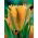 Tulipan Golden Artist - 5 cebulek