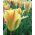 Tulipan Golden Artist - 5 cebulek