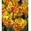 Tulipan Golden Nizza - 5 cebulek