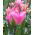 Tulipan Groenland - 5 cebulek