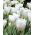 Tulipan Hakuun - mieszaniec Darwina - 5 cebulek