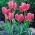 Tulipan Happy Family - 5 cebulek